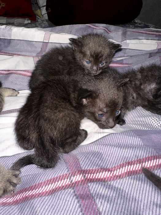 Домашние мушук болачалари (хохлаганлар онаси бн бирга олиши мумкин)