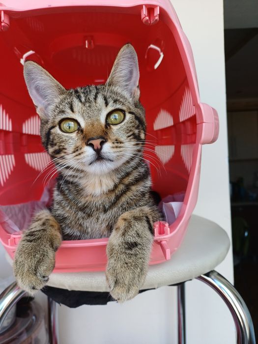 Котёнок Дионис - счастье в Ваш дом