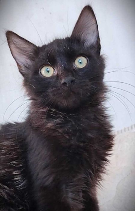 Таласъмчо търси любящи стопани и семейство