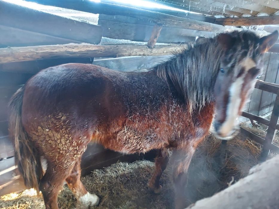 Продам байтала !!!