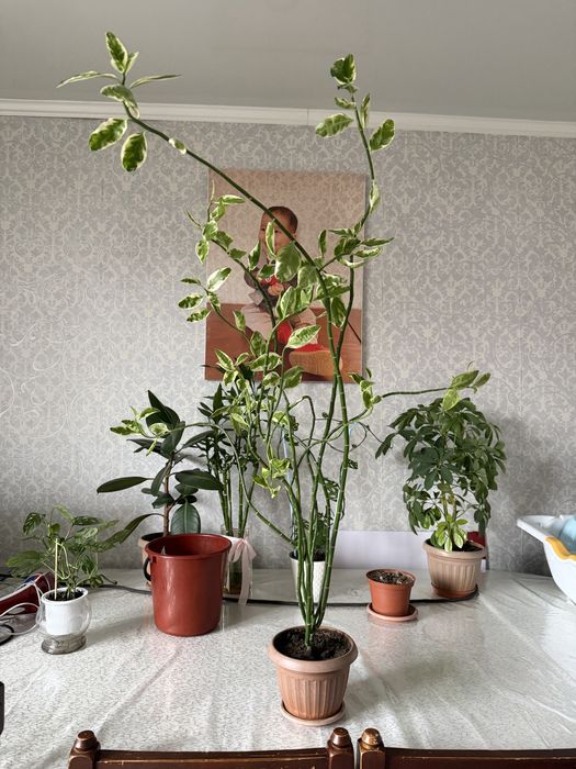 Комнатные растения.