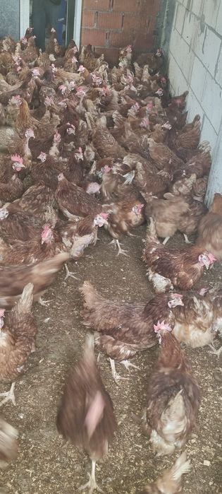 Găini 11 luni - Comandă 20 buc - Transport la domiciliu