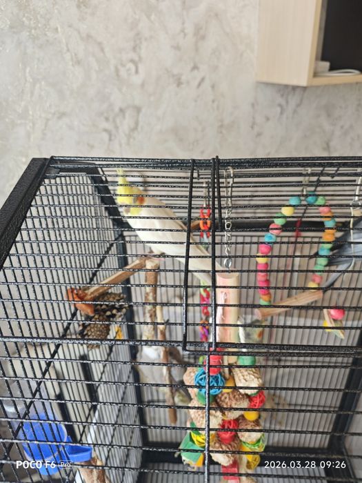 Продам попугаев карелла