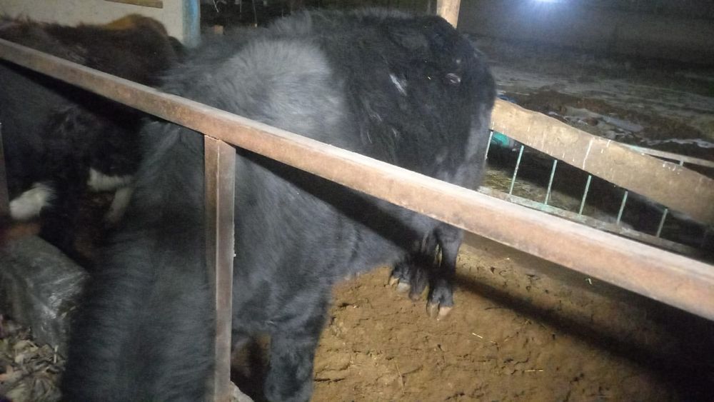 Быки быки быки быки