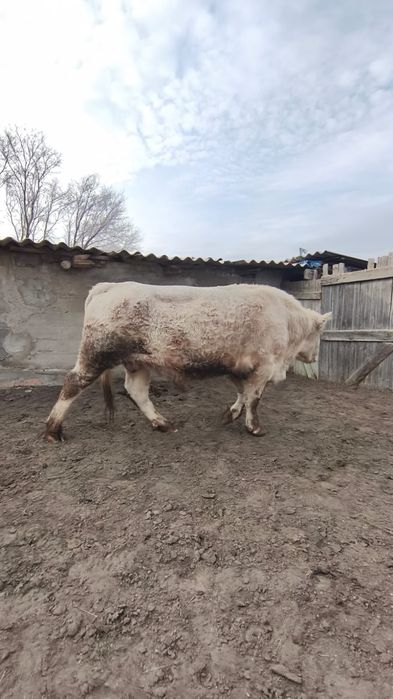 Әулие көл бұқа сатылады.