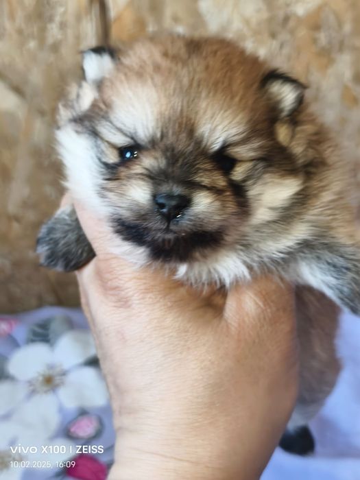 Очаровательные щенки шпица.