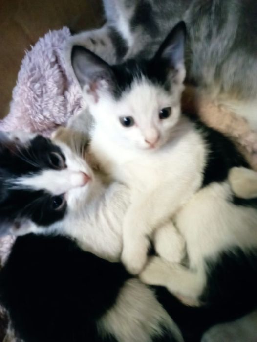 Бесплатно котята девочки