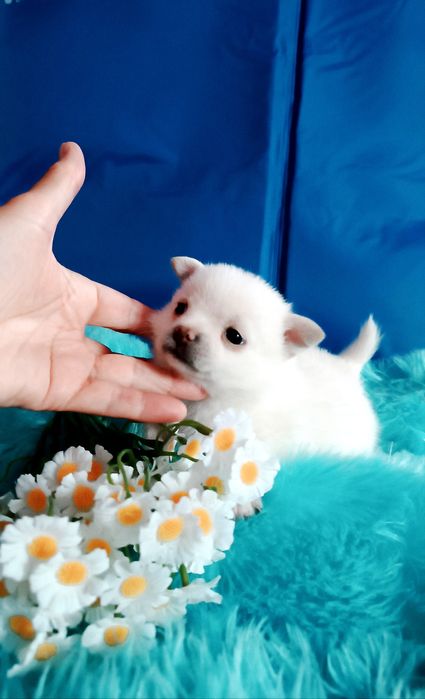 Крошка девочка щенок