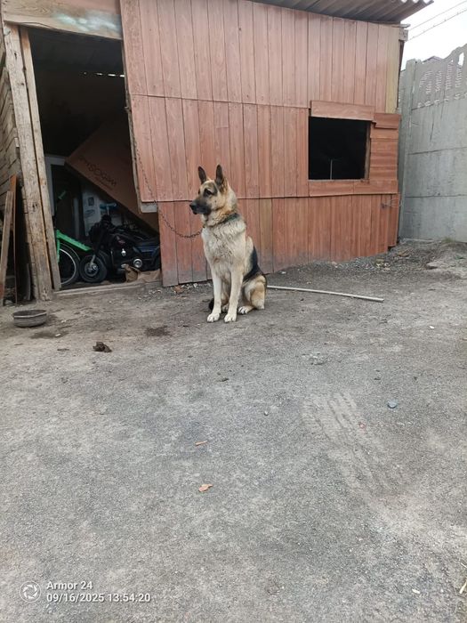 Продам немецкую  овчарку