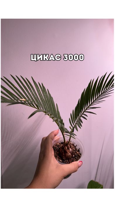 Цветы, комнатные растения