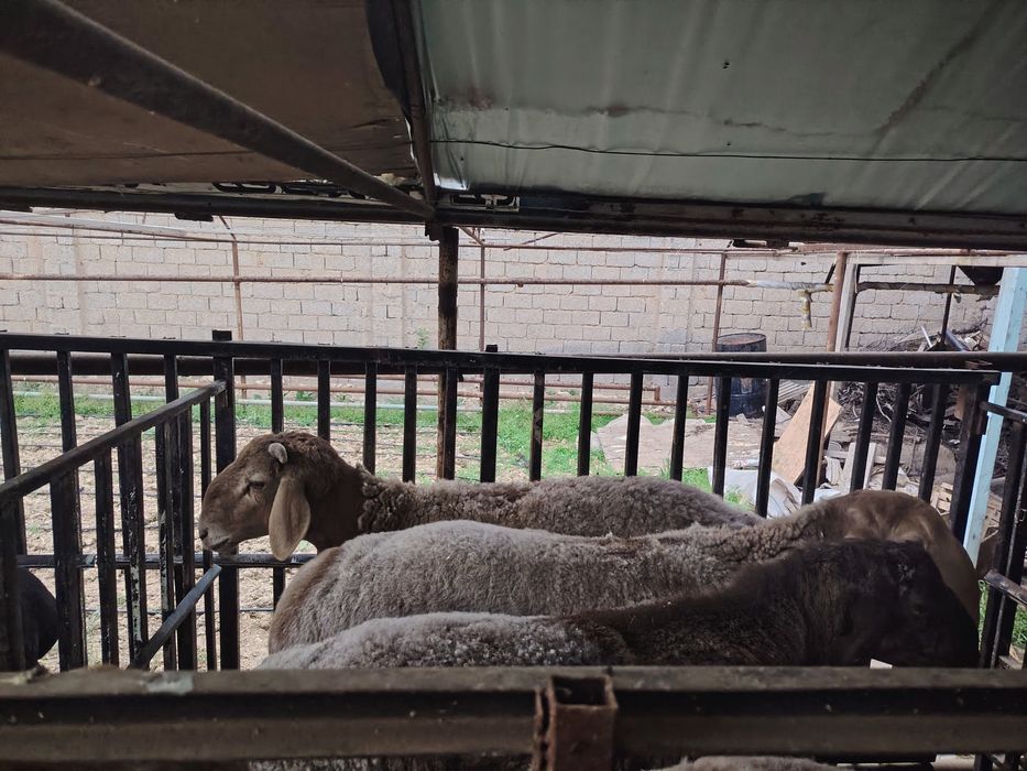 Qo'chqorlar sotiladi. Qirg'iz qo'chqor