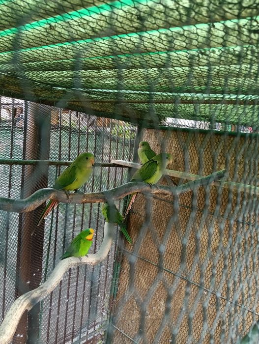 Vând papagali Barabant anul 2025 la prețul 400 lei bucata