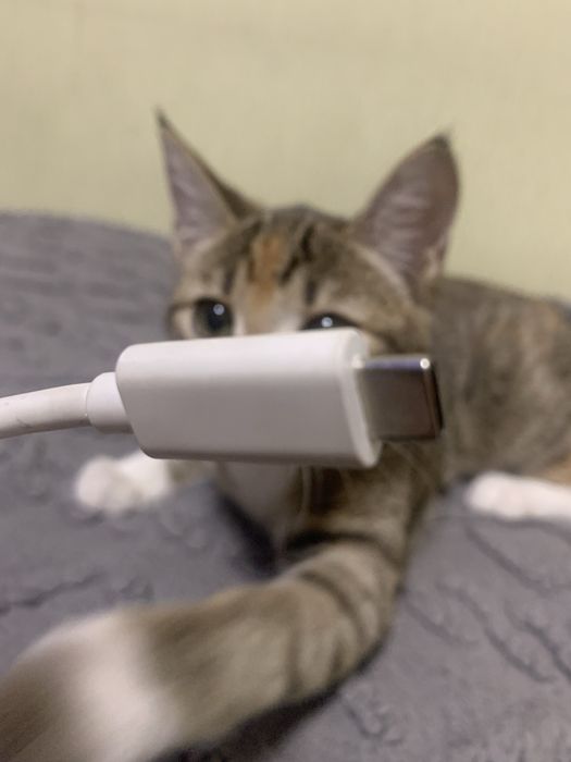 Веб-камера Logitech StreamCam