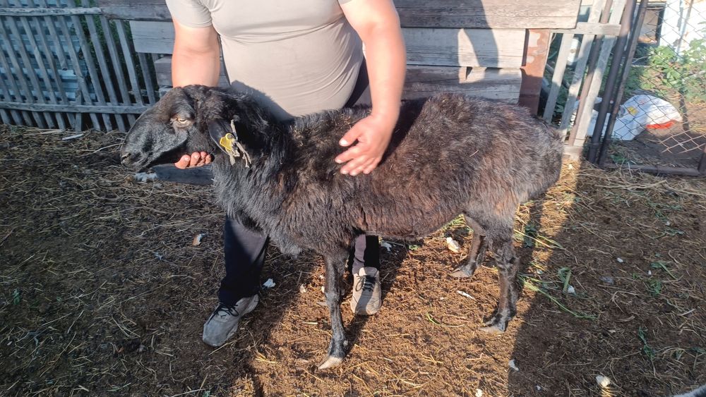 Продам кошкара !