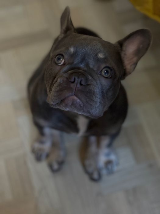 Французский бульдог
