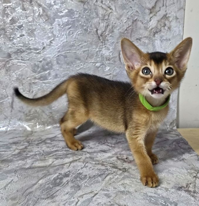Абиссинские котята