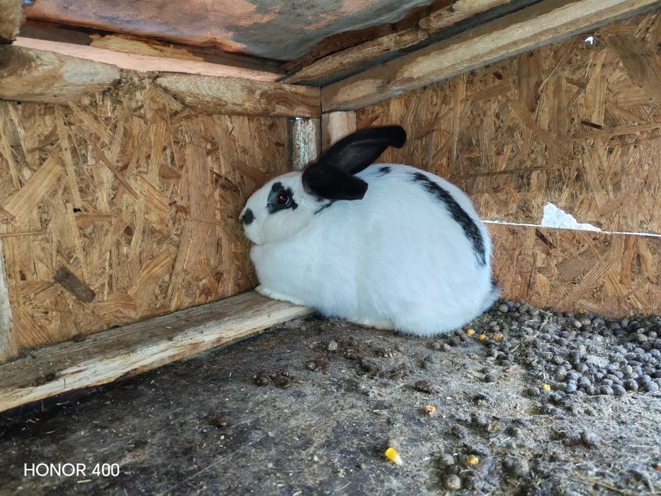 De vanzare ce se vede