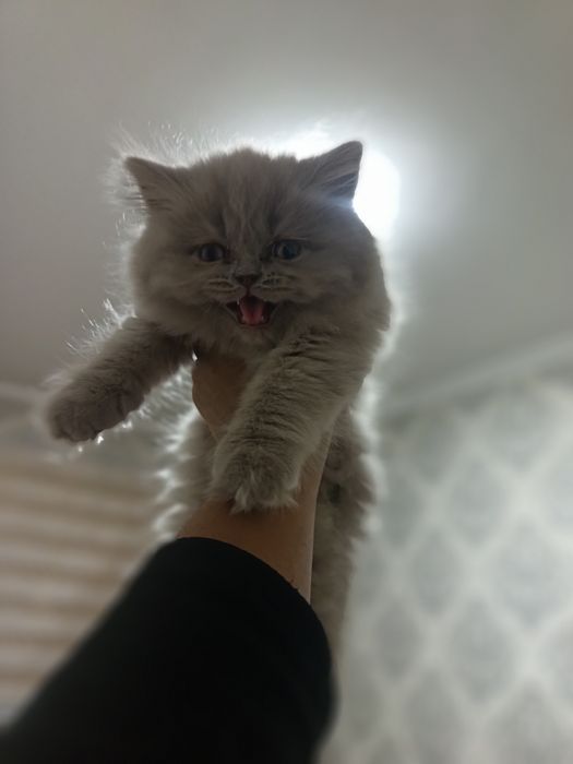 Скоттиш страйт котёнок