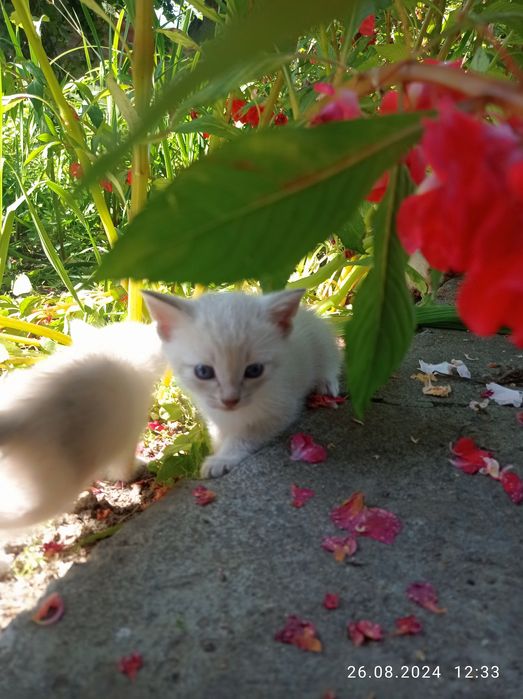 Отдам котят в хорошие руки