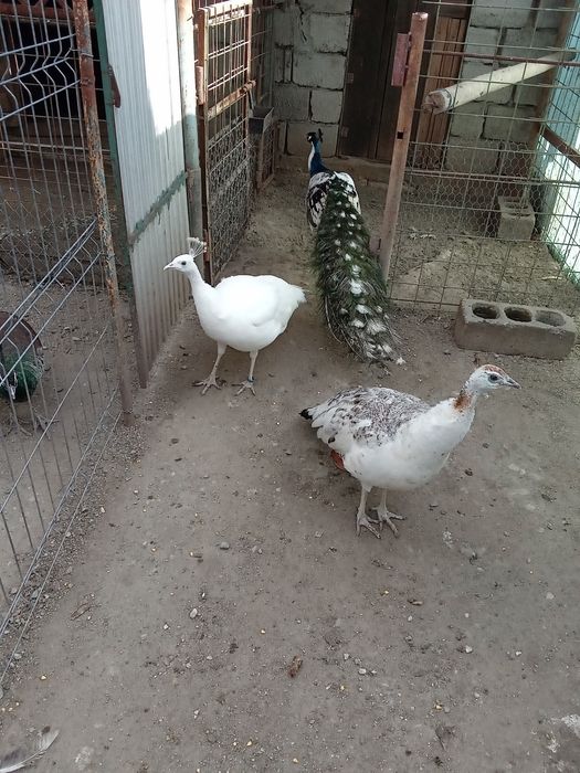 Vând oua paun arlechin , alb și umar negru