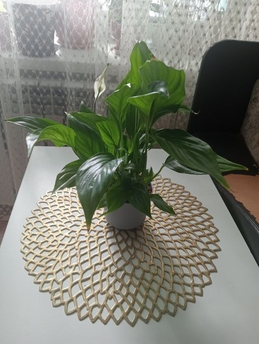 Цветы домашние продам .