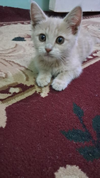 Oylik ayol muwuk uyda piwgan ovqatni yeydi