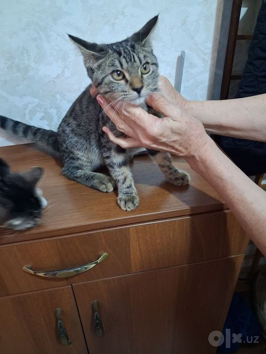 Отдам даром котят