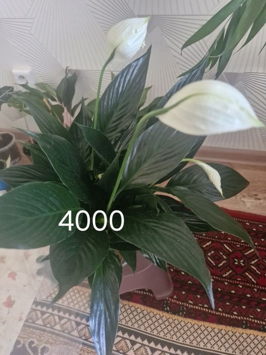 Бөлме гұлдері  33