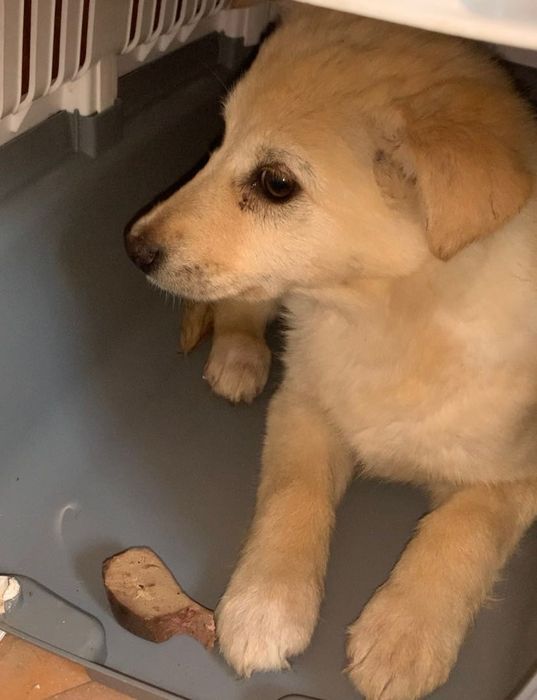 Щенок в ответственные руки