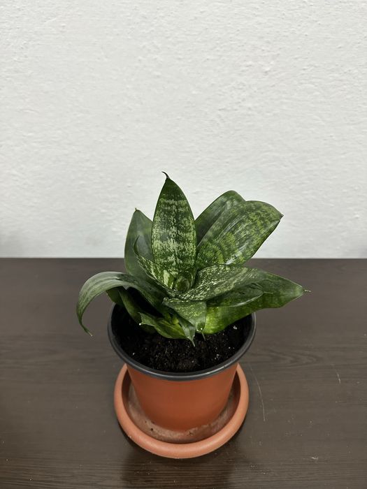 Цветы сансевиерии