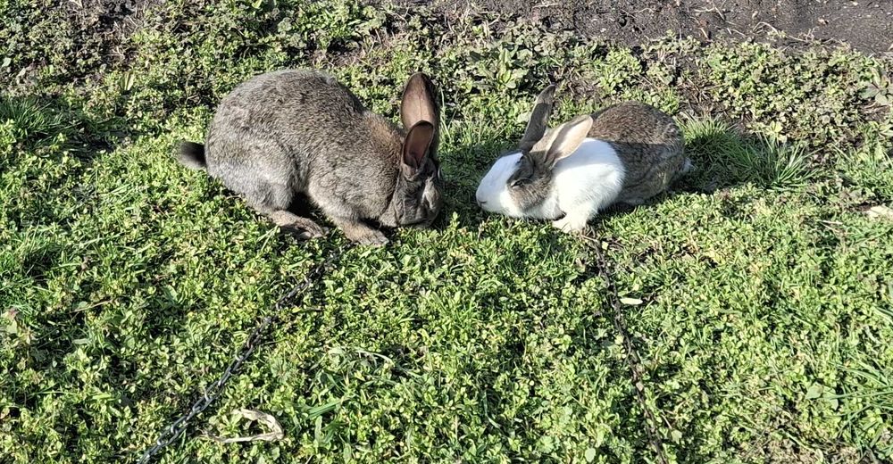 Продавам 13 зайци на 5.5м