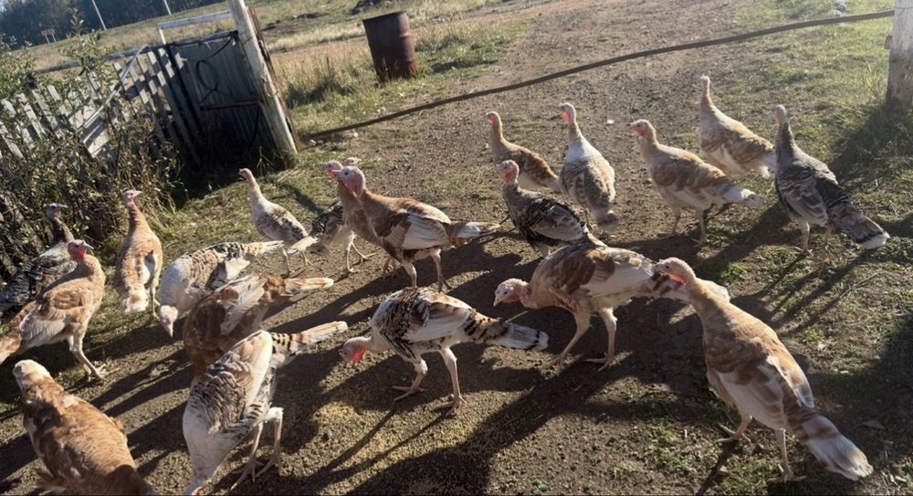 Продам Индюков и Индюшек