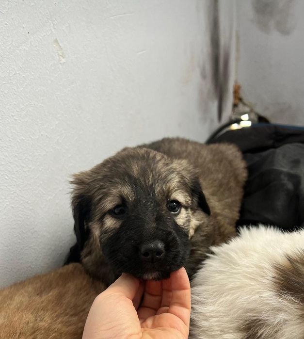 Щенки , бесплатно