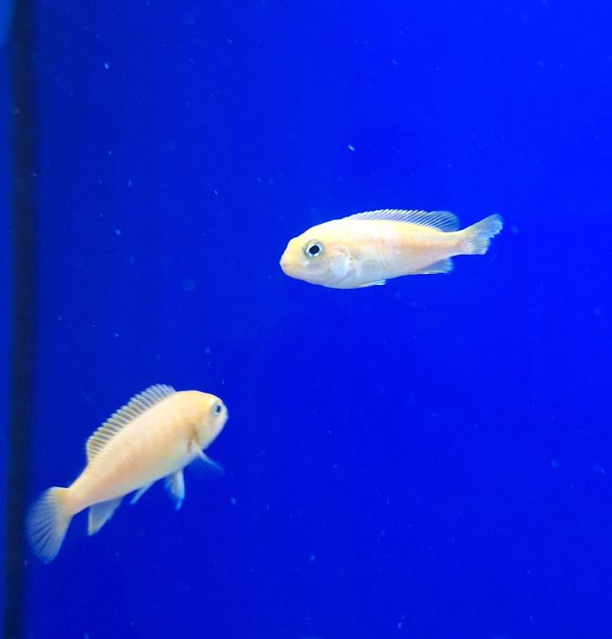 Африкански цихлиди