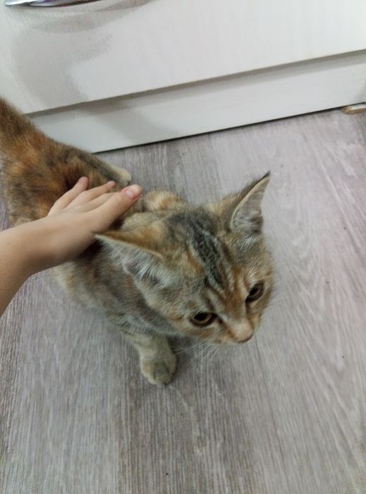 Отдам кошечку в добрые руки