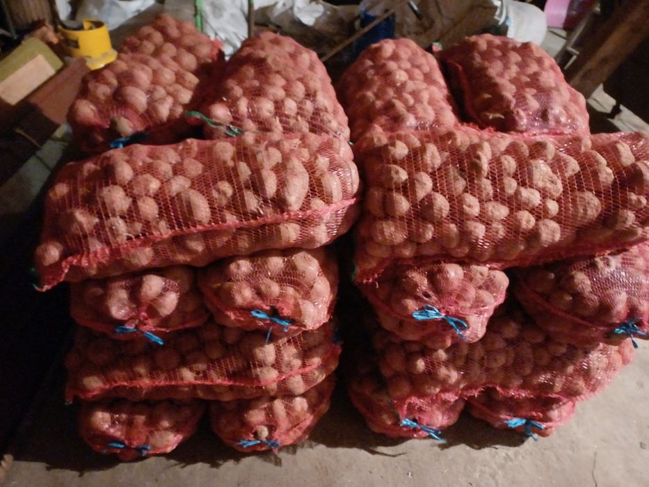 Cartof Consum Belaroza