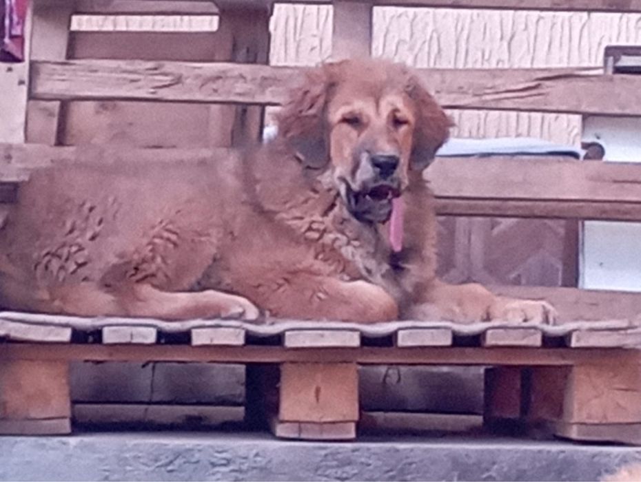 вязка тибесткий мастиф кобель