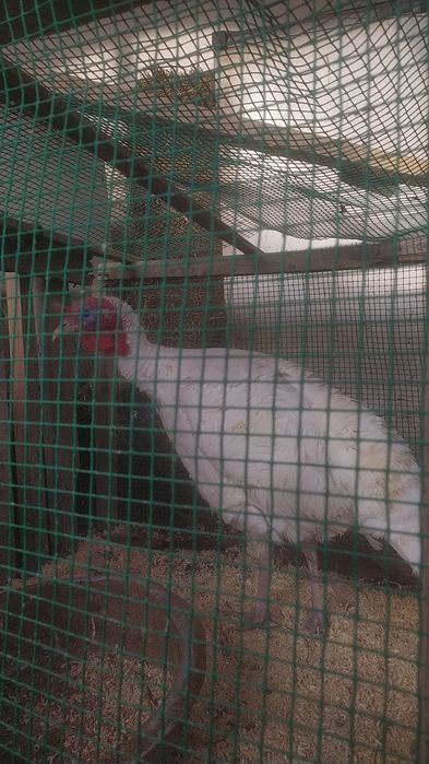 Nar kurka sotiladi 7 kg