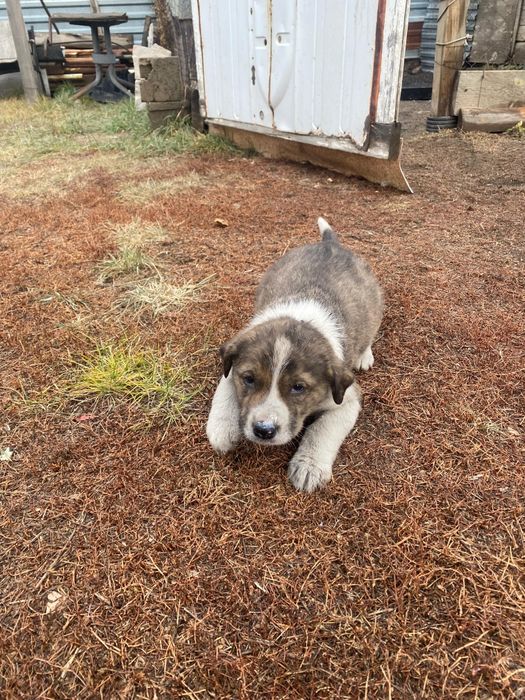 Щенки алабай, 2,5 месяца
