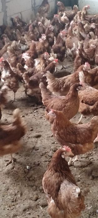 Vând loturi de 20+ găini - 20 lei - Producție sol