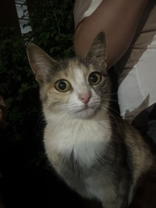 Кошка ищет себе дом