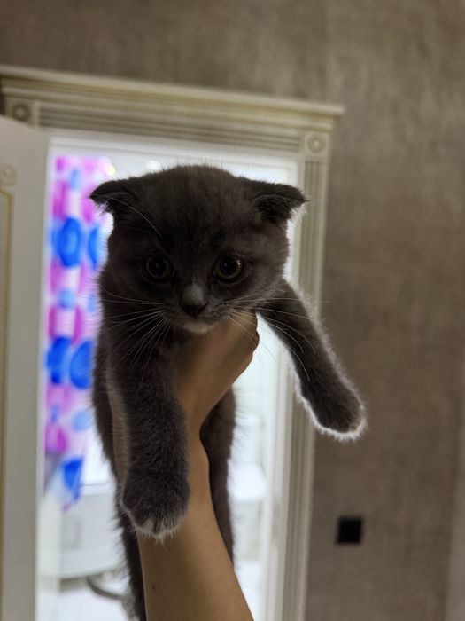 Британские вислоухие котята мальчики