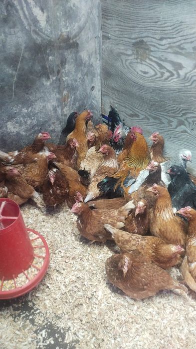 Продам куры домашние и ломан браун
