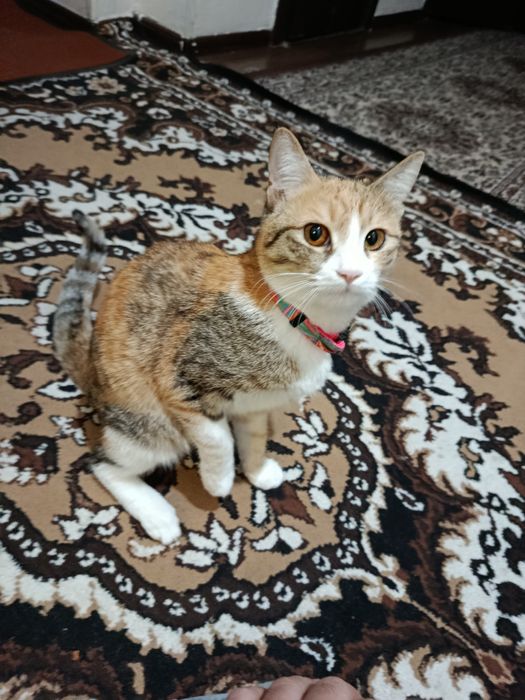 Кошка девочка Муиза