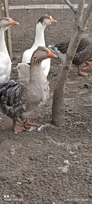 Oua gâște crețe, colos, Toulouse si  oua rate mute hibride se oua toat