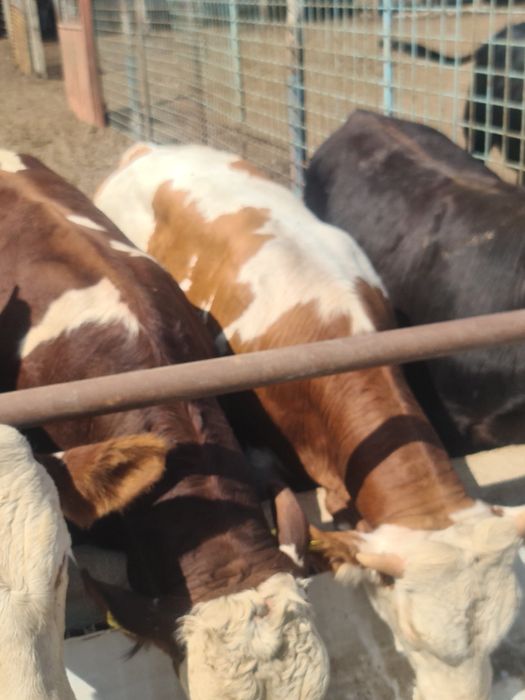 Tauri Bălțată Românească