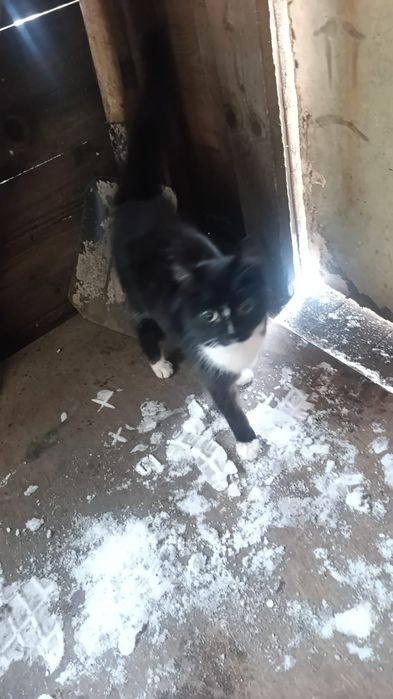 Отдам на добрые руки котенка