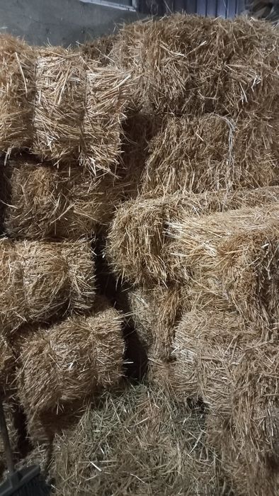 Клевер, Салома, Сено.