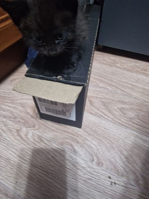 Котята котята котята