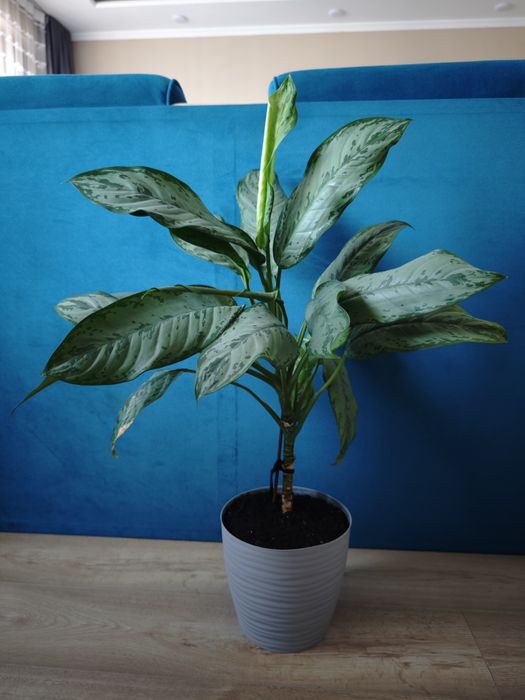 Продам цветок Диффенбахия